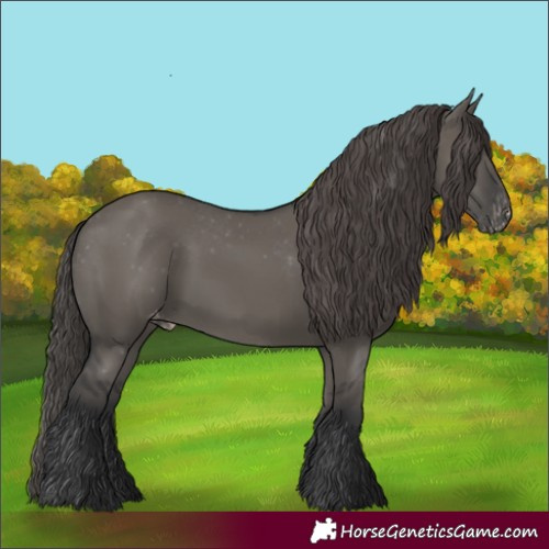 Horse Color:Grullo Appaloosa 