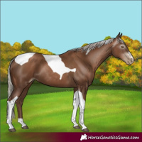 Horse Color:Gray Silver Black Pearl Tobiano 