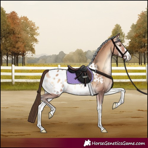 Horse Color:Amber Champagne Onyx Appaloosa Rabicano