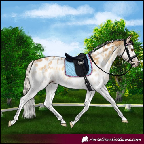 Horse Color:Gray White Spotted Silver Classic Cream Champagne Onyx Splash Appaloosa Rabicano