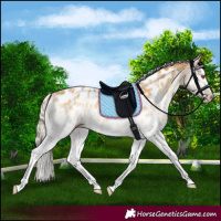 Horse Color:Gray White Spotted Silver Classic Cream Champagne Onyx Splash Appaloosa Rabicano