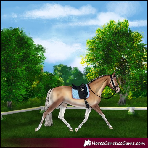 Horse Color:Gray Silver Sable Champagne Onyx Rabicano 