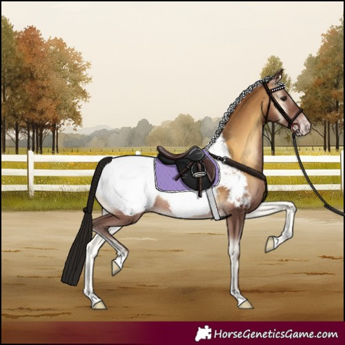 Horse Color:Gray Amber Champagne Onyx Appaloosa Rabicano 
