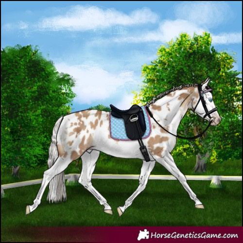 Horse Color:Gray White Spotted Silver Sable Champagne Dun Splash Appaloosa Rabicano