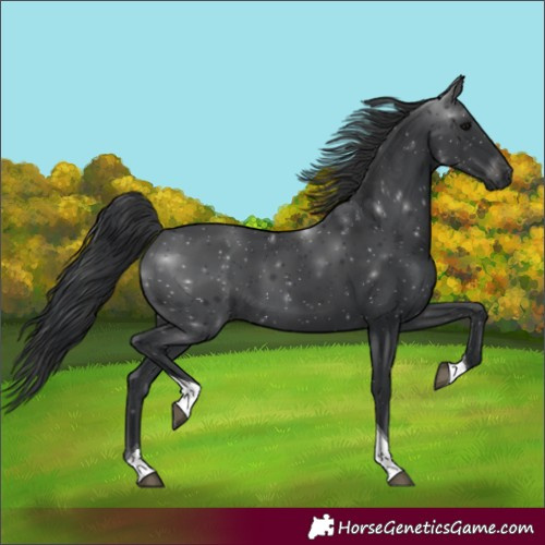 Horse Color:Black Tobiano