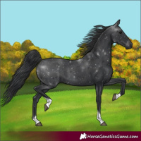 Horse Color:Black Tobiano 