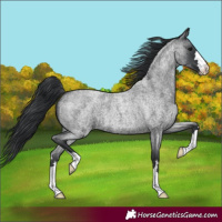 Horse Color:Blue Roan 