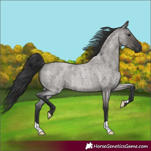 Horse Color:Grullo Roan Rabicano