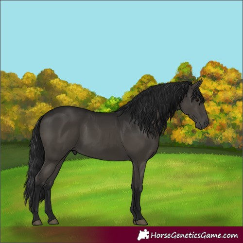 Horse Color:Gray Black