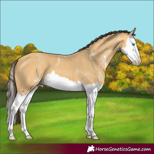 Horse Color:Amber Cream Champagne Sabino Splash