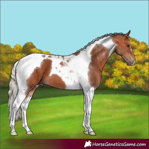 Horse Color:Silver Bay Tobiano