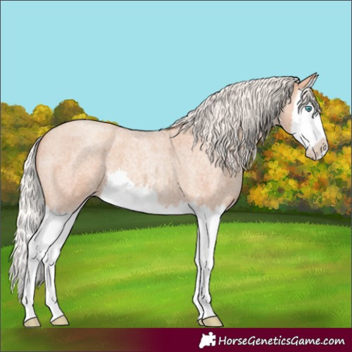 Horse Color:Silver Amber Champagne Roan Splash