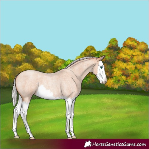 Horse Color:Silver Amber Champagne Roan Splash 