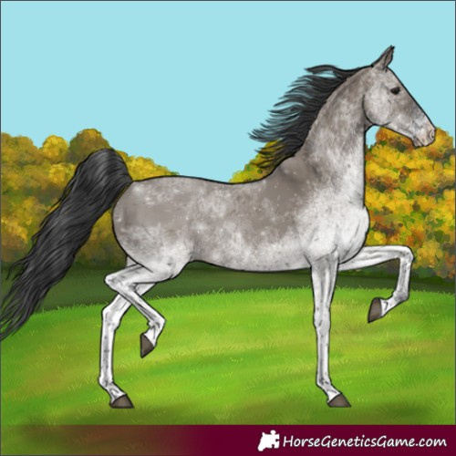 Horse Color:White Spotted Grullo 