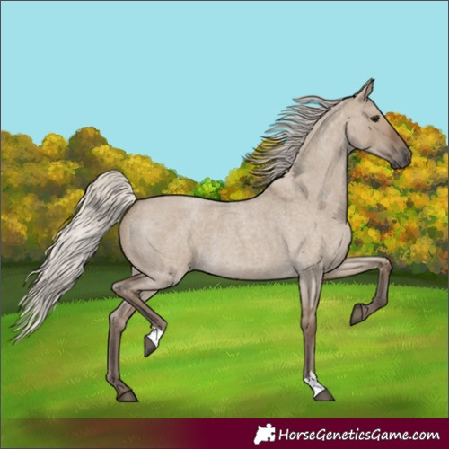 Horse Color:Silver Grullo Roan 