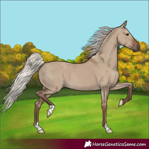 Horse Color:Silver Grullo 