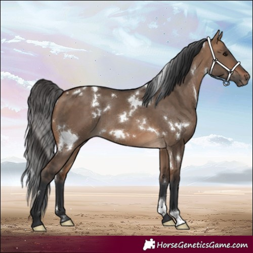 Horse Color:White Spotted Bay Dun 