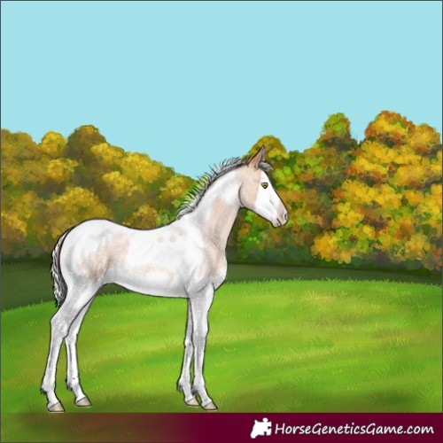 Horse Color:Silver Amber Champagne Roan Splash Tobiano 