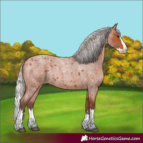 Horse Color:Silver Bay Roan Splash 