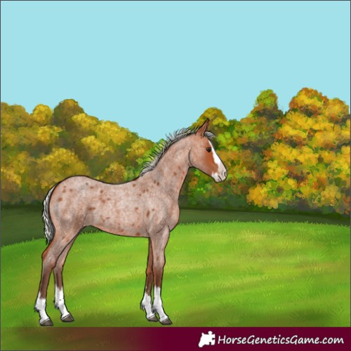 Horse Color:Silver Bay Roan Splash 
