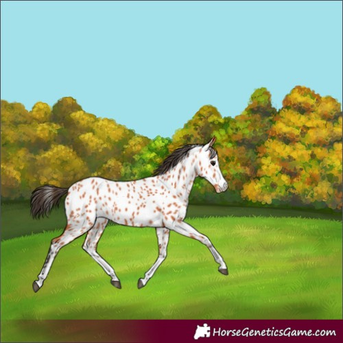 Horse Color:Bay Appaloosa 