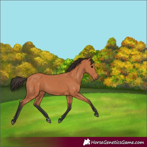 Horse Color:Bay 