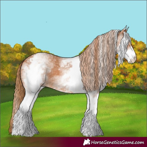 Horse Color:White Spotted Chestnut 