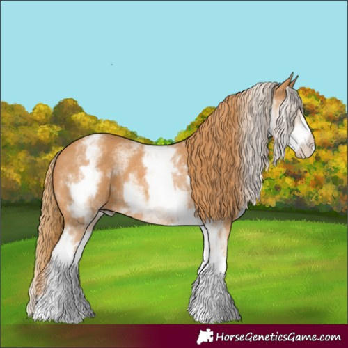 Horse Color:White Spotted Chestnut 