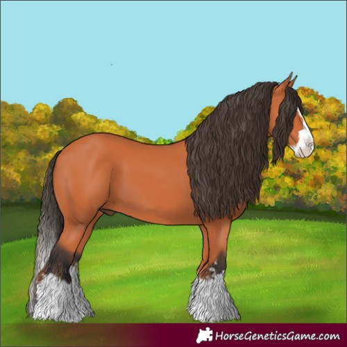 Horse Color:Bay Splash 