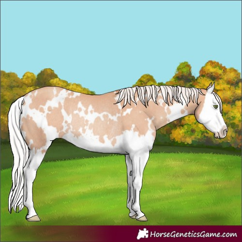 Horse Color:White Spotted Silver Classic Champagne Splash Rabicano