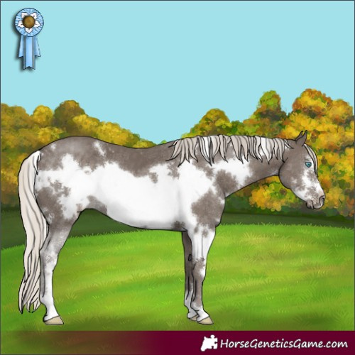 Horse Color:White Spotted Silver Smoky Black Sabino Frame