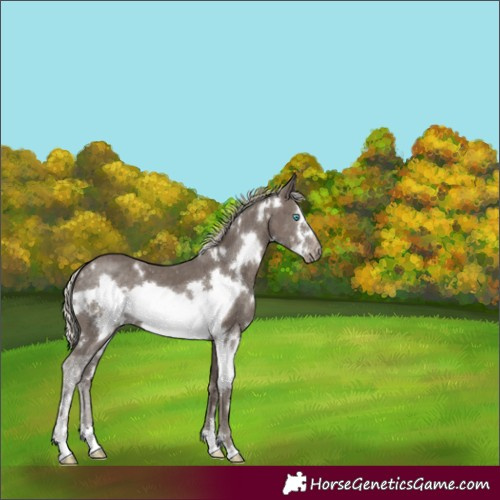 Horse Color:White Spotted Silver Smoky Black Sabino Frame 