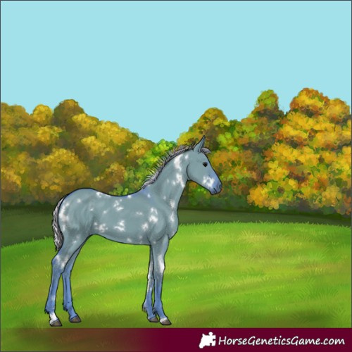 Horse Color:Watercolor White Spotted Silver Grullo 