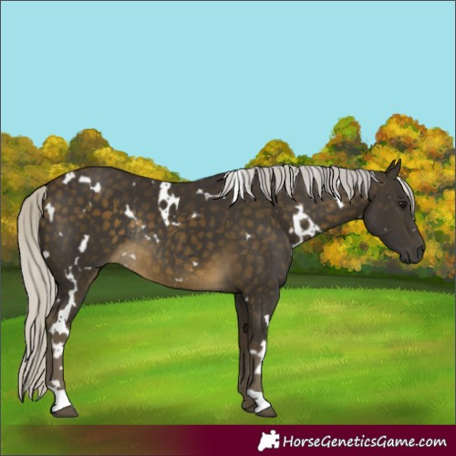 Horse Color:White Spotted Silver Buckskin Rabicano 