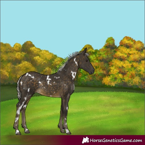 Horse Color:White Spotted Silver Buckskin Rabicano 