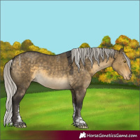 Horse Color:Powder White Silver Buckskin Dun Tobiano Appaloosa Rabicano 