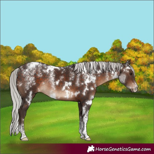 Horse Color:Powder White White Spotted Silver Brown Rabicano 