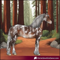 Horse Color:Powder White White Spotted Silver Brown Rabicano 