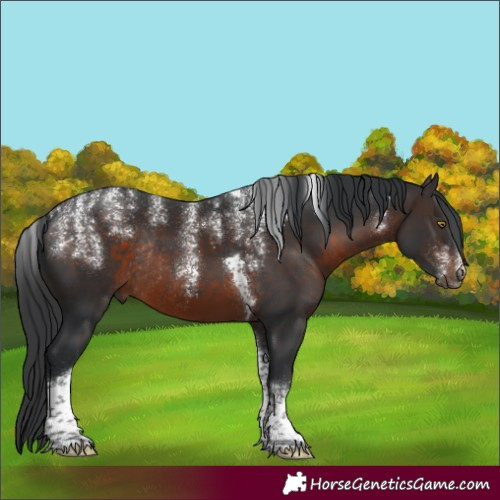 Horse Color:Powder White Brown Tobiano Rabicano 