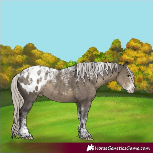 Horse Color:Powder White Silver Smoky Grullo Appaloosa Rabicano