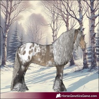 Horse Color:Powder White White Spotted Silver Smoky Grullo Blanket Rabicano