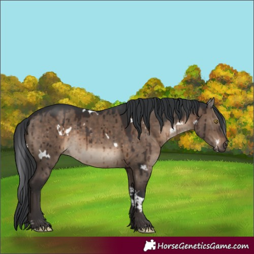 Horse Color:White Spotted Brown Dun Rabicano Brindle 