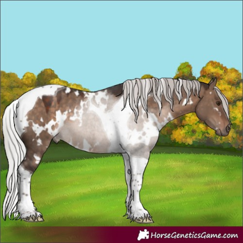 Horse Color:White Spotted Silver Brown Dun Tobiano Rabicano