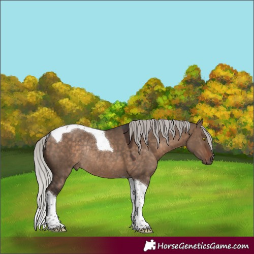 Horse Color:Silver Brown Dun Tobiano Rabicano 