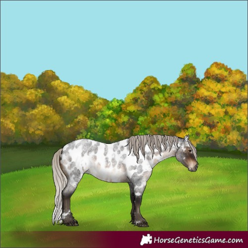 Horse Color:Gray White Spotted Silver Brown Roan Appaloosa