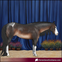 Horse Color:White Spotted Brown Appaloosa 