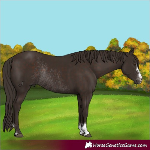 Horse Color:Liver Chestnut Rabicano 