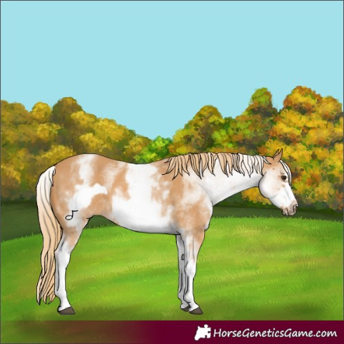 Horse Color:Unknown 