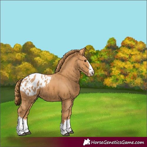 Horse Color:Chestnut Appaloosa 