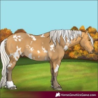 Horse Color:White Spotted Silver Buckskin 